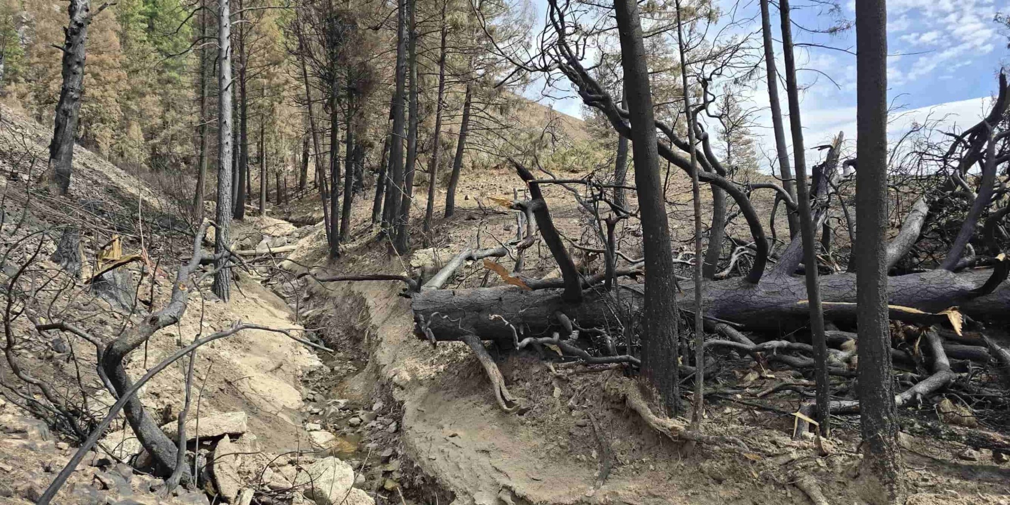 Burned hillside with blackened trees and exposed dry soil after a wildfire