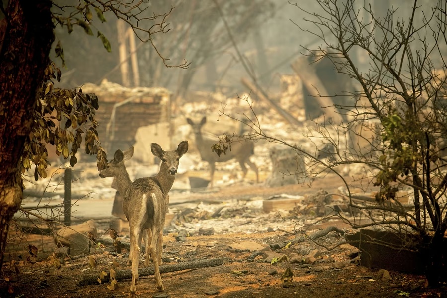 Deer standing in a burned neighborhood after a wildfire