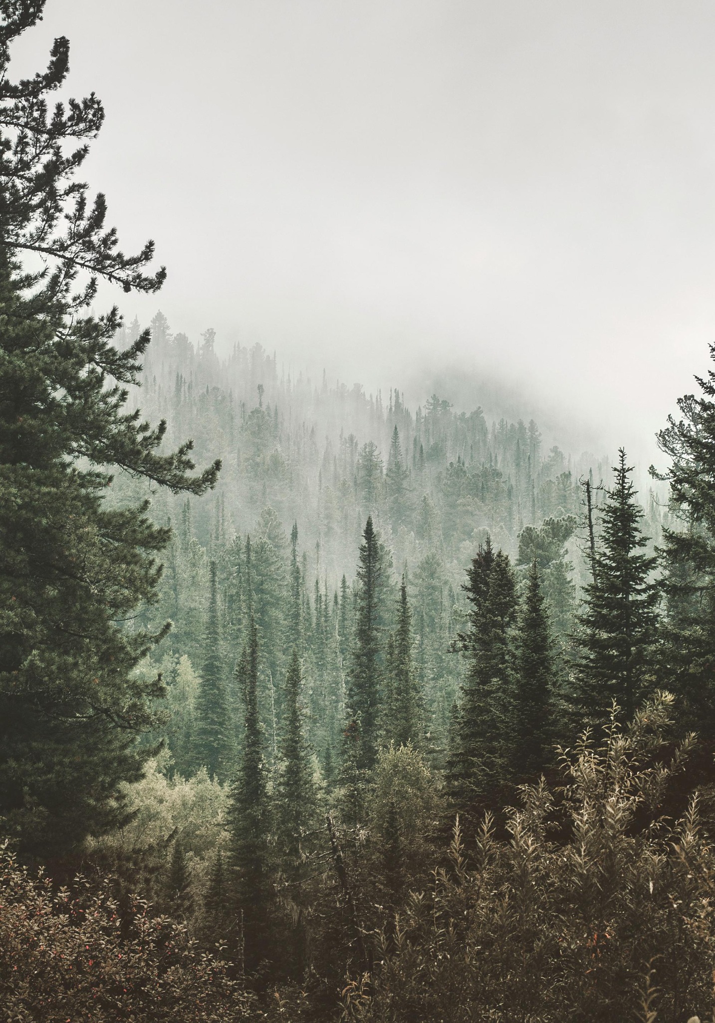 Misty forest