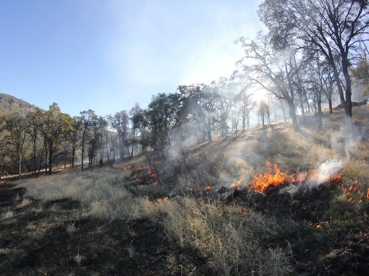 Low-intensity Indigenous cultural burning moving through grassland and oak woodland
