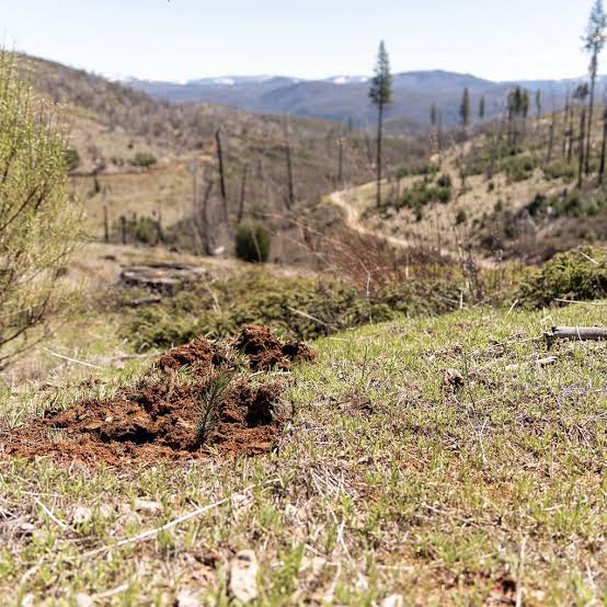 Regrowth after fire